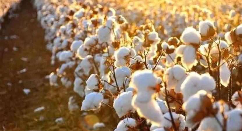 棉花期货开户_棉花期货手续费_棉花期货保证金(图1)