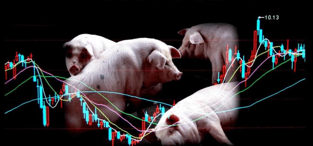 金瑞期货2021年玉门、皋兰两地生猪“保险+期货”项目第一期完结 理赔率最高超3.3倍