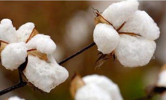 棉花期货季节性强不强?棉花期货手续费高不高