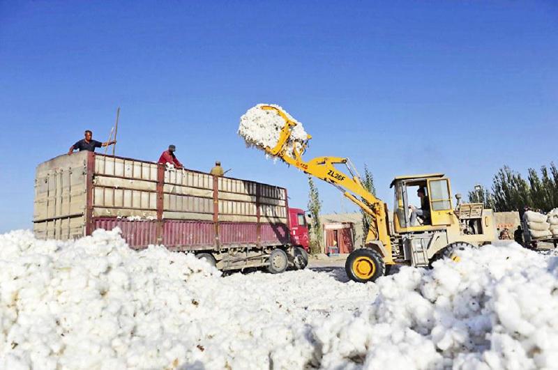 未来棉花期货价格将会如何发展