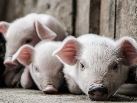 农产品商品日报：玉米期价下行预期强化 生猪期货偏强震荡(图1)