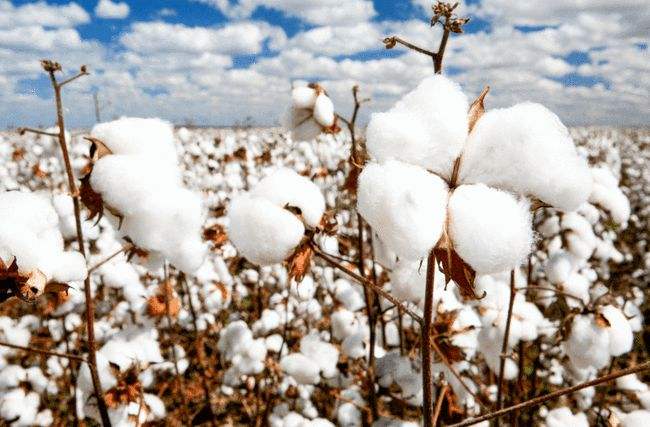 短期棉花期货可在区间内高抛低吸