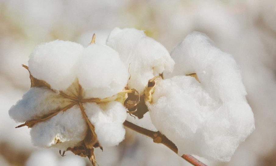 12月预估略上调美棉产量 棉花高成本不足以支撑棉纱价格