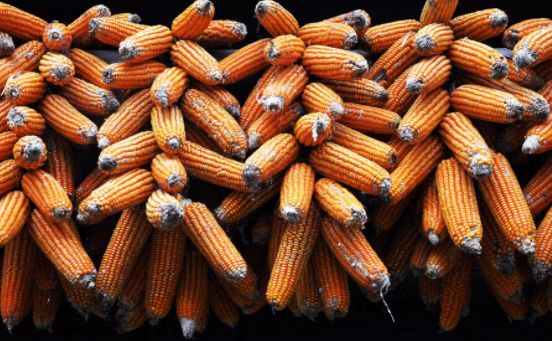 玉米日报：产区玉米持续回落，期货跌破2700！年前能否反弹？