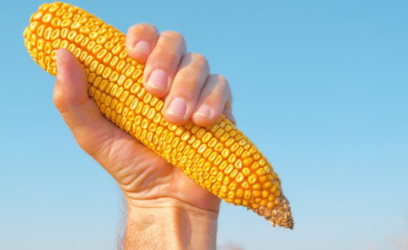 玉米日报：产区玉米持续回落，期货跌破2700！年前能否反弹？(图2)