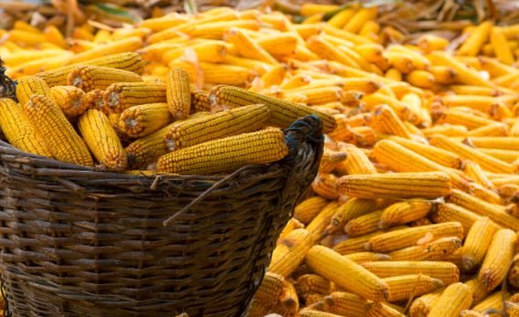 玉米日报：产区玉米持续回落，期货跌破2700！年前能否反弹？(图3)