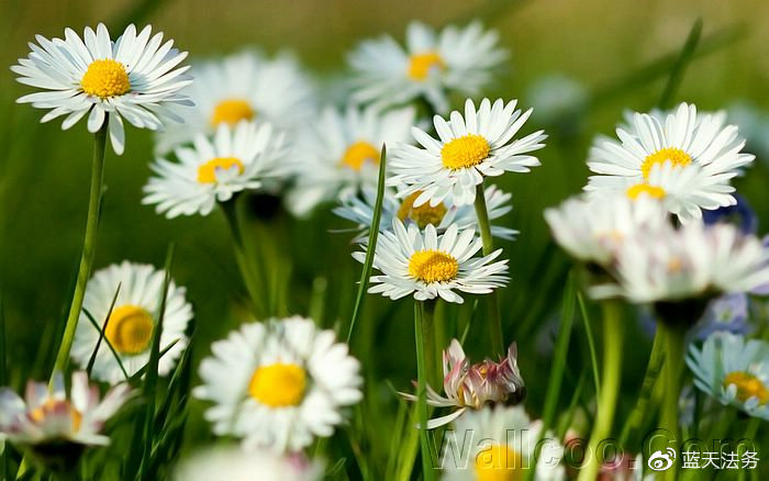 格林大华期货亏损真相大曝光!幕后真相不寒而栗!(图2)