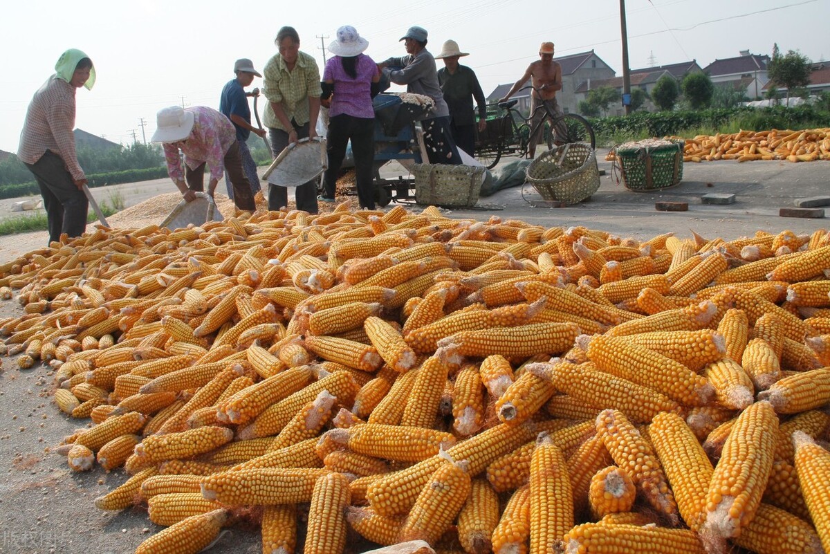 元旦结束国内玉米价格重回涨势，需求不佳面粉厂元月六日放假