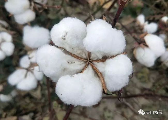 2022年种棉花能赚钱吗？这三点可以给你答案！(图2)