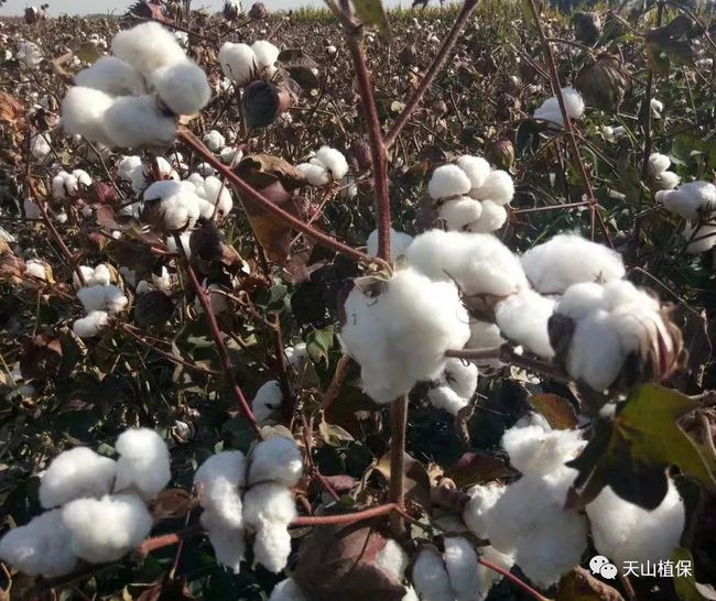 2022年种棉花能赚钱吗？这三点可以给你答案！(图6)