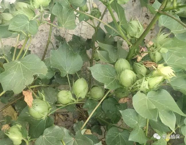 2022年种棉花能赚钱吗？这三点可以给你答案！(图7)