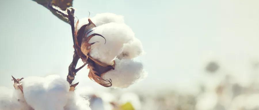 南印度尽管织物需求疲软，但棉纱价格急剧上涨(图1)