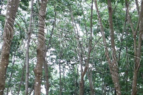 小幅下滑 煤炭期货频出新闻(图1)