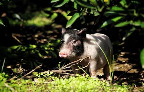 生猪期货周岁观察：正面遭遇猪周期下行“大考”