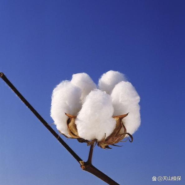 新年开局好，棉花行情上涨(图2)