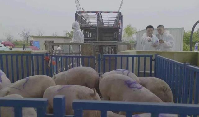 生猪期货交出一份怎样的成绩单？(图4)