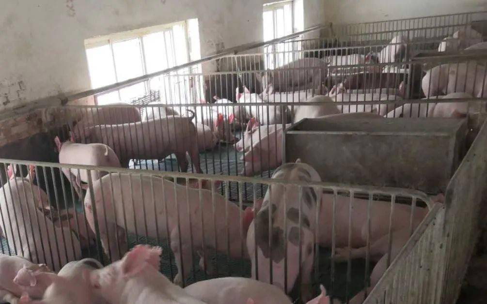 生猪期货一周年 现在怎么样了？ (图1)