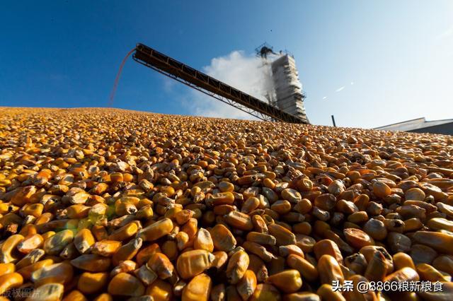 期货连跌4天,基层粮价开跌(图2) 期货连跌4天,基层粮价开跌(图2)