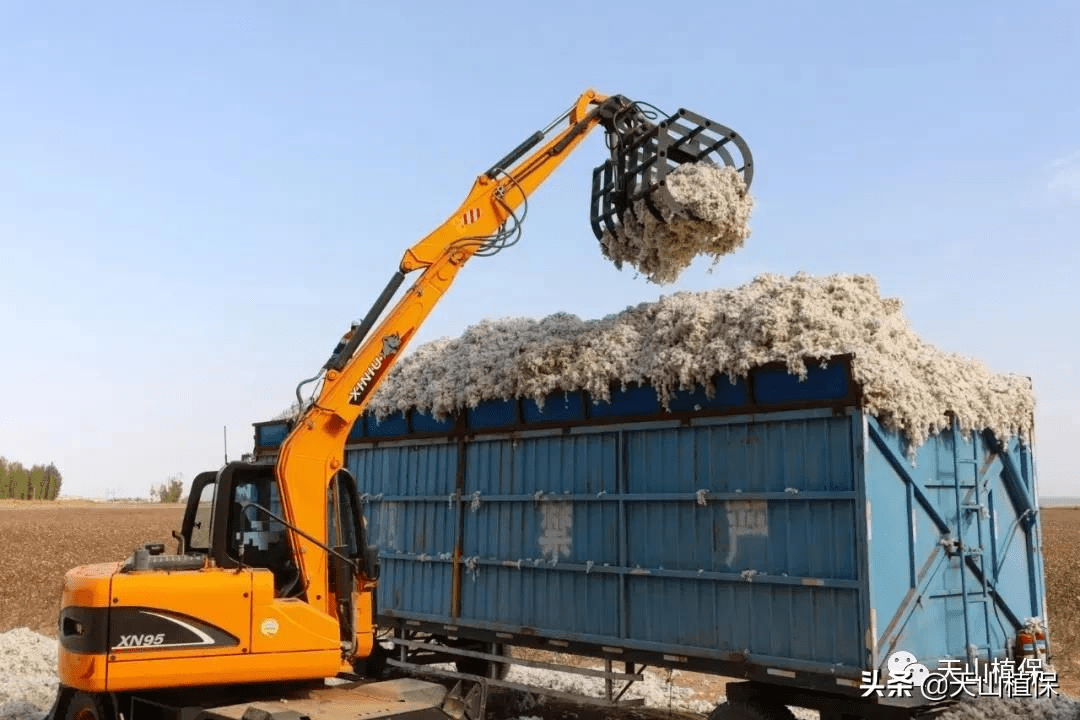 郑棉期货和籽棉收购价平步青云，高成本下的新棉何去何从 