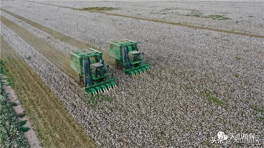 郑棉期货和籽棉收购价平步青云,高成本下的新棉何去何从 (图9) 郑棉期货和籽棉收购价平步青云,高成本下的新棉何去何从 (图9)