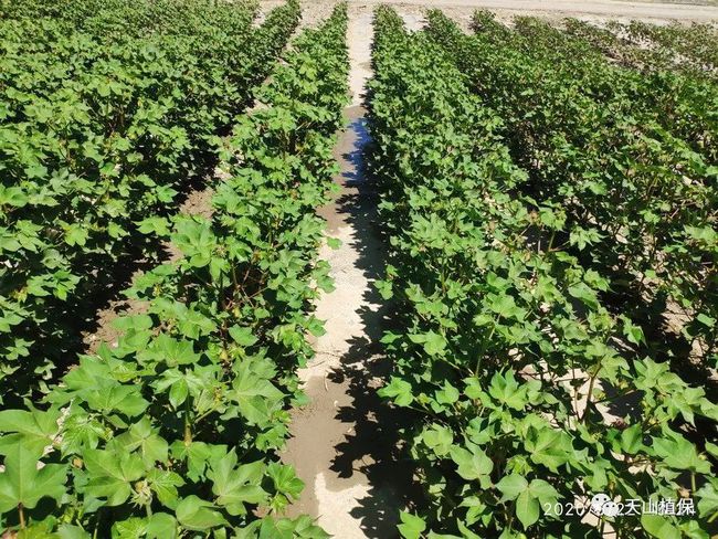 2021年棉花产量未达到预期的原因分析(图3) 2021年棉花产量未达到预期的原因分析(图3)