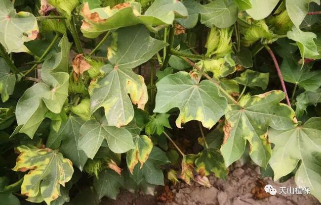 2021年棉花产量未达到预期的原因分析(图1) 2021年棉花产量未达到预期的原因分析(图1)