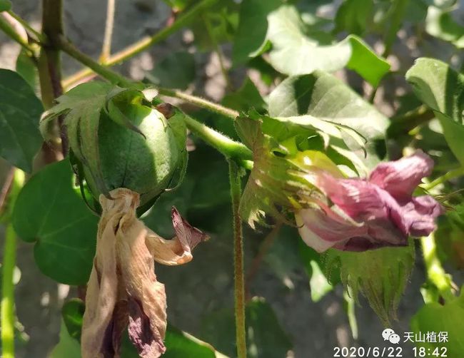 2021年棉花产量未达到预期的原因分析(图4) 2021年棉花产量未达到预期的原因分析(图4)