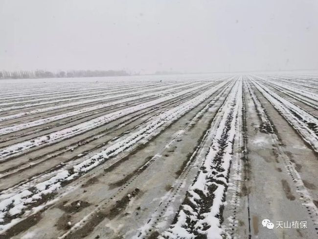 2021年棉花产量未达到预期的原因分析(图2) 2021年棉花产量未达到预期的原因分析(图2)