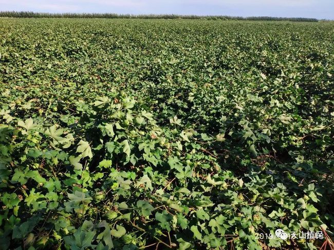 2021年棉花产量未达到预期的原因分析(图5) 2021年棉花产量未达到预期的原因分析(图5)