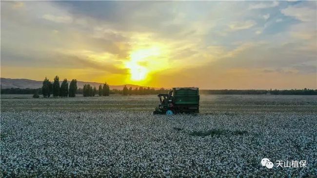 2021年棉花产量未达到预期的原因分析(图6) 2021年棉花产量未达到预期的原因分析(图6)