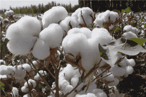 越南：新疆棉花禁令不会影响我们