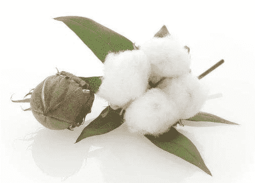 短绒棉花市场人气飙升