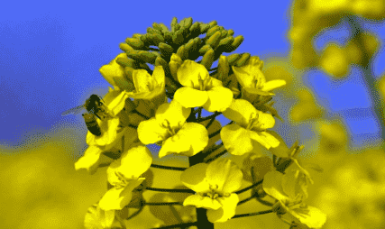 油厂菜单库存处于历史低位(图1)