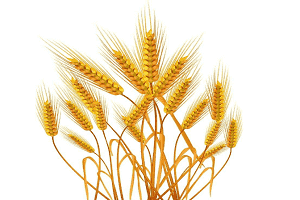 搞好粮食收购，保证农民“卖”(图1)