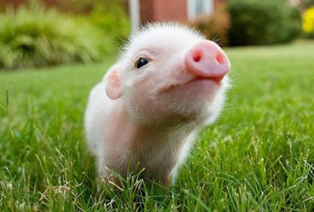 美国生猪期货的发展历程