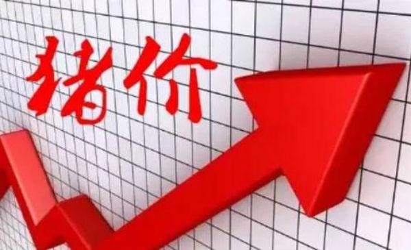 猪价高位滞涨，动力严重不足，甚至无力支撑，恐造成猪价“崩塌”(图2)