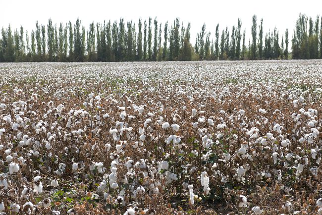 美股原油崩盘,棉花节节高升,螺纹钢产能生变！(图6)