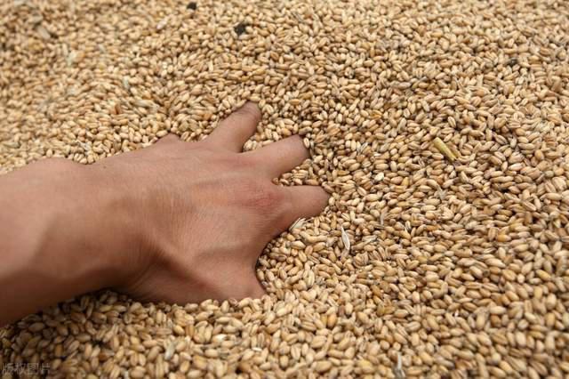 国际小麦突然“变脸”!这么快就涨不动了?(图2) 国际小麦突然“变脸”!这么快就涨不动了?(图2)