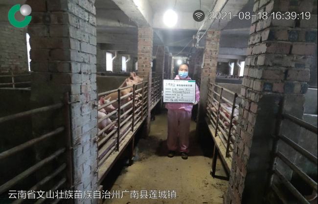 “保险+期货”广南再结硕果(图1)