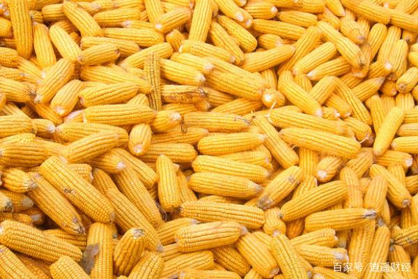 今天，每吨玉米价格下跌22元，为何？其价格还将继续下跌？(图1)