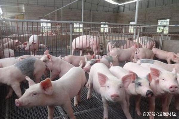 今天，每吨玉米价格下跌22元，为何？其价格还将继续下跌？(图4)