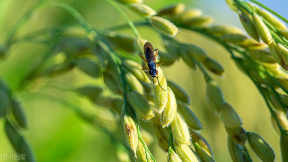 做一手稻谷期货所需的保证金和手续费是多少？