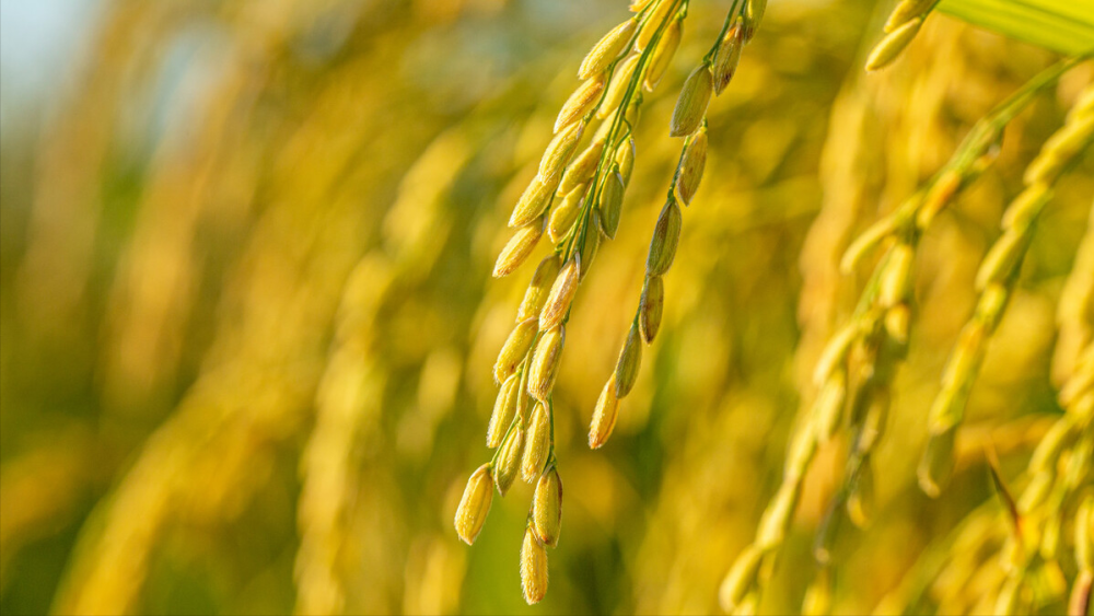 做一手稻谷期货所需的保证金和手续费是多少？(图5)