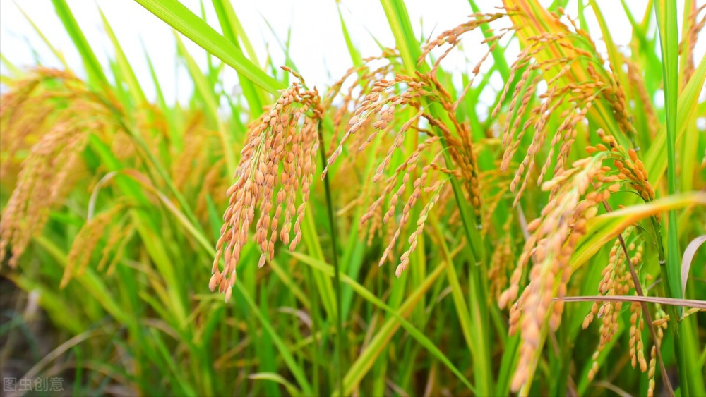 做一手稻谷期货所需的保证金和手续费是多少？(图9)