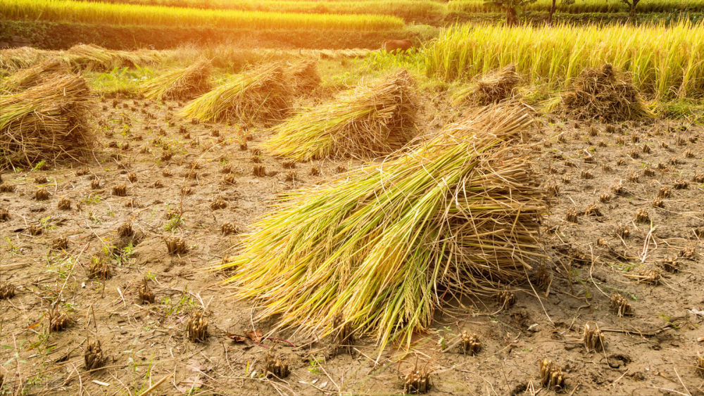 做一手稻谷期货所需的保证金和手续费是多少？(图10)