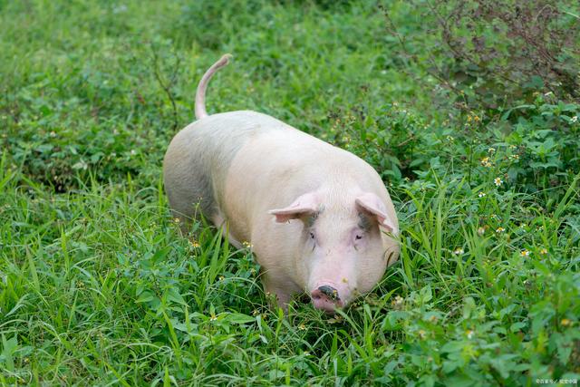 2022年三屠共猪,春节猪肉会涨价吗?(图5) 2022年三屠共猪,春节猪肉会涨价吗?(图5)
