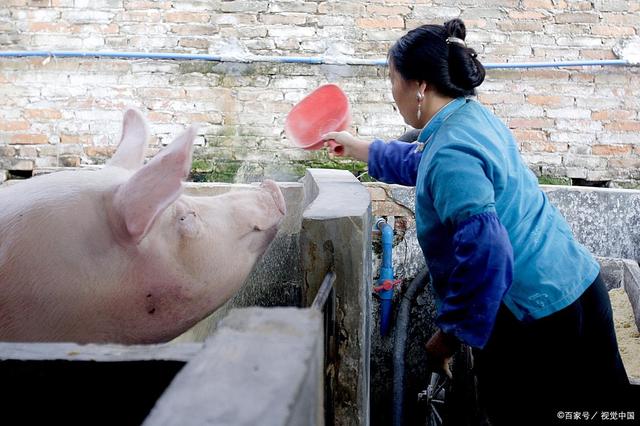 2022年三屠共猪,春节猪肉会涨价吗?(图7) 2022年三屠共猪,春节猪肉会涨价吗?(图7)